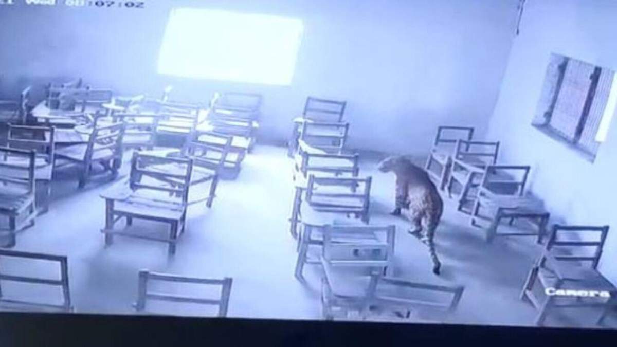 В Индии леопард ворвался в школьный класс и напал на ученика: видео с камеры наблюдения