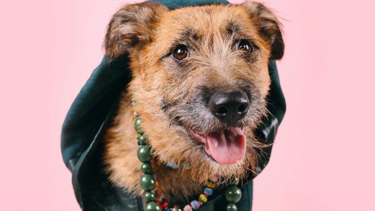 Вуличний стиль: одеські собаки в косухах і капелюхах стали фотомоделями - Україна новини - Одеса