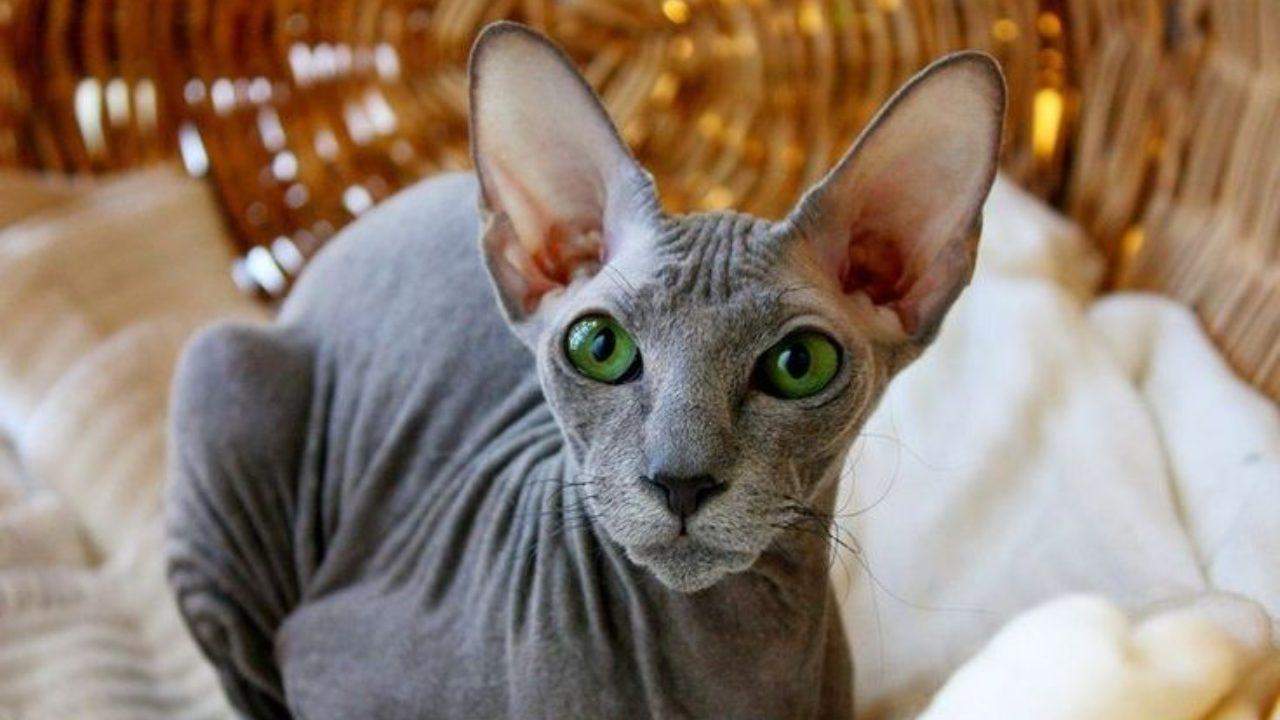 Ученые назвали самые красивые породы кошек