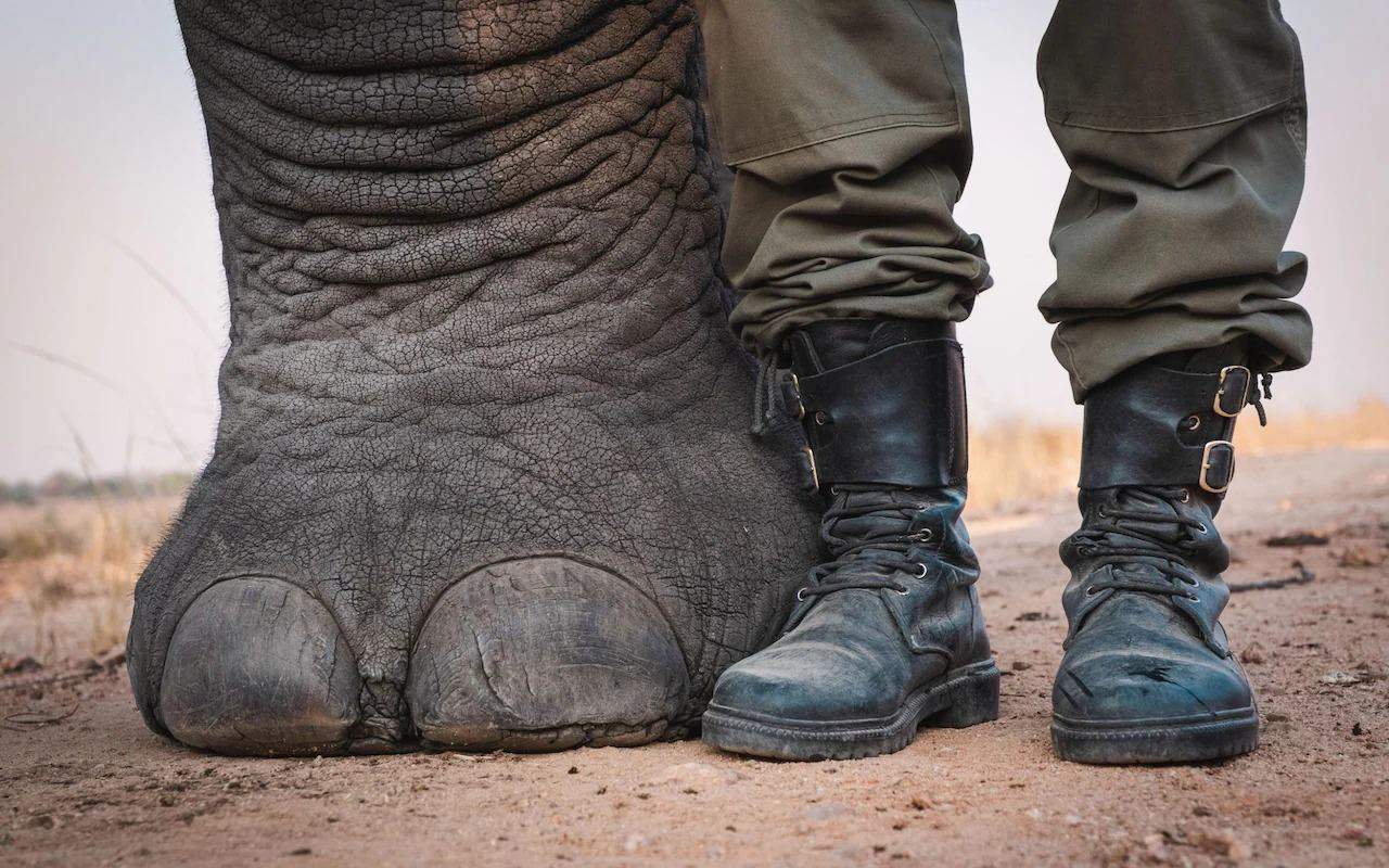 Слон та чоловік стали найкращими друзями 
