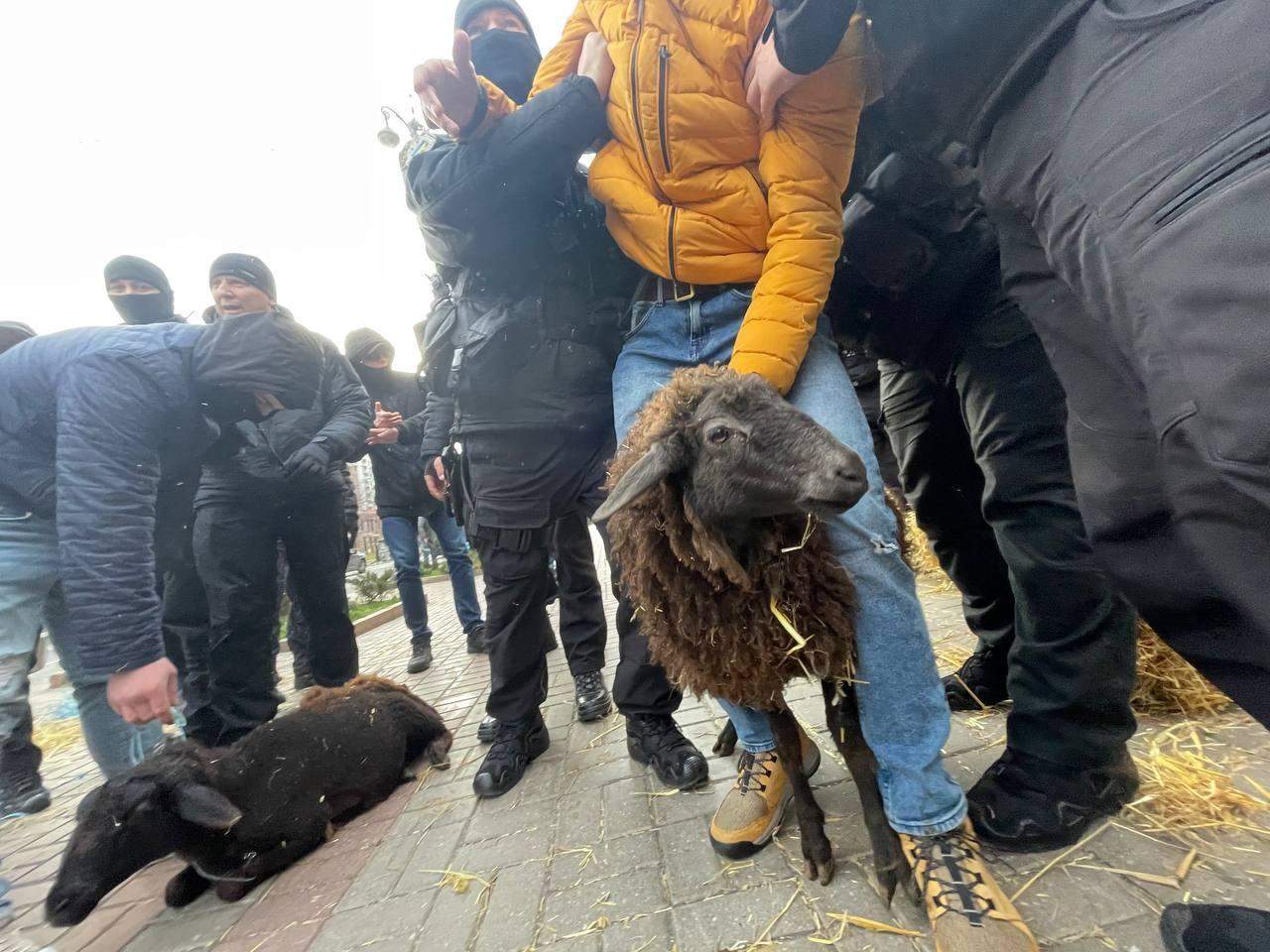 На акцію в центрі Києва привели овець, мітингарі і поліція з них знущалися