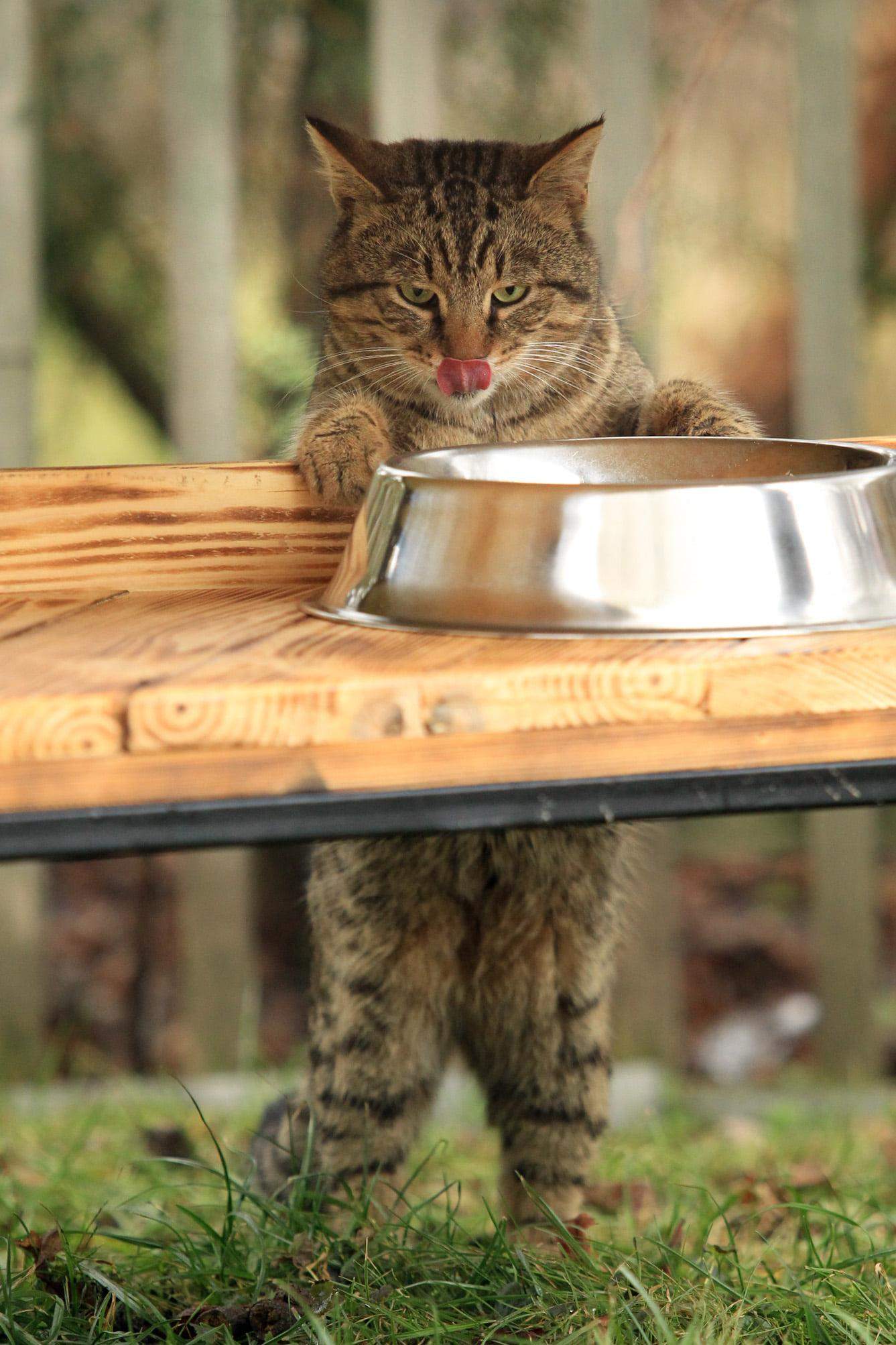 Всі охочі можуть приносити котикам їжу