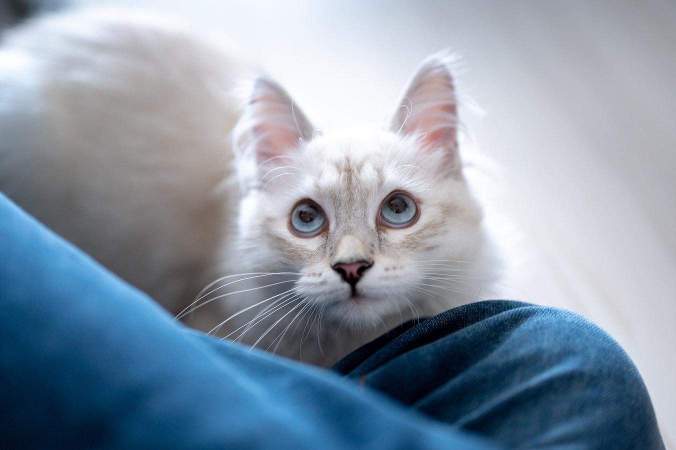 Вчені довели, що люди з котами привабливіші