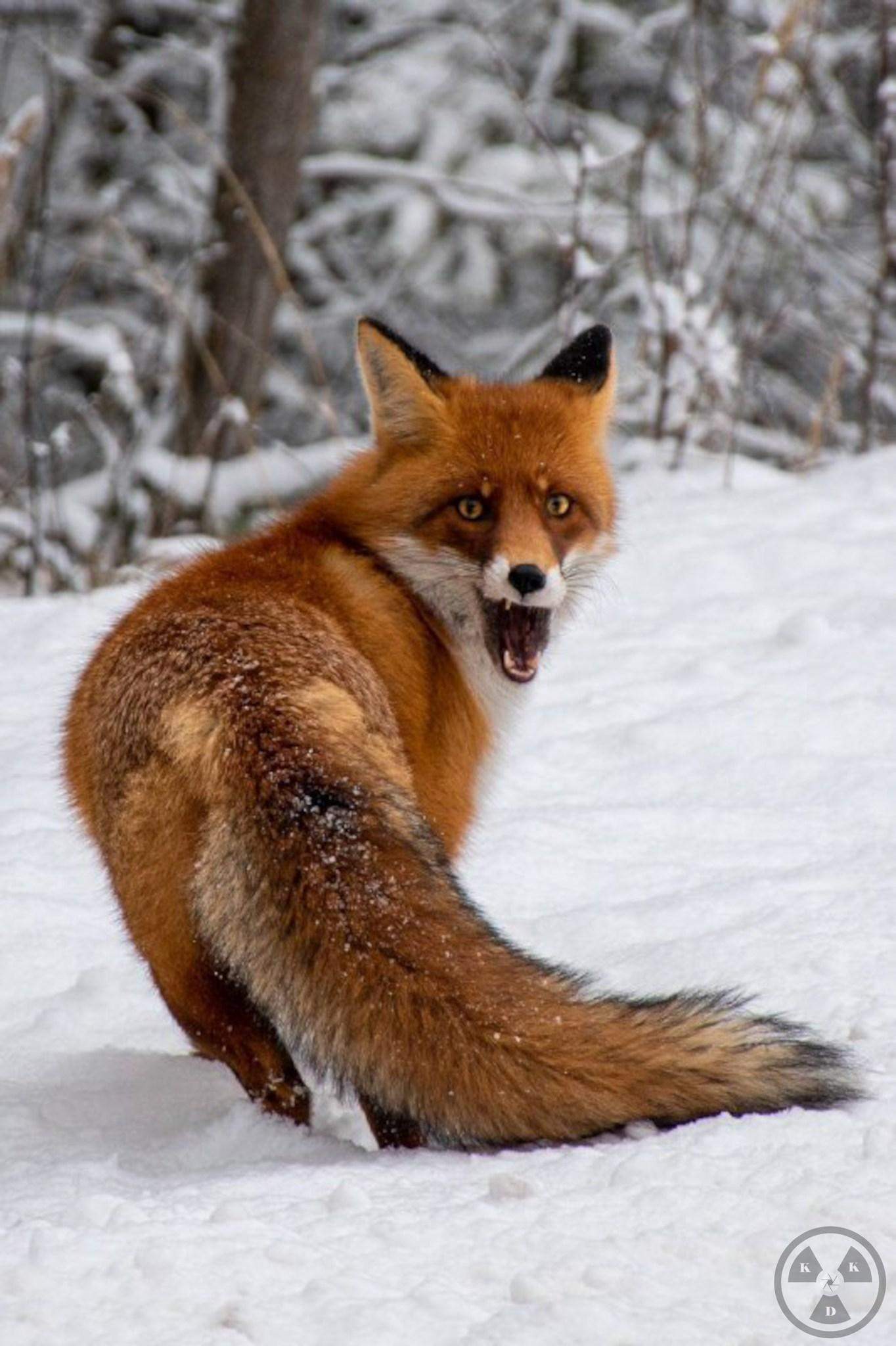 У Чорнобилі показали, як дикі звірі насолоджуються зимою: яскраві фото