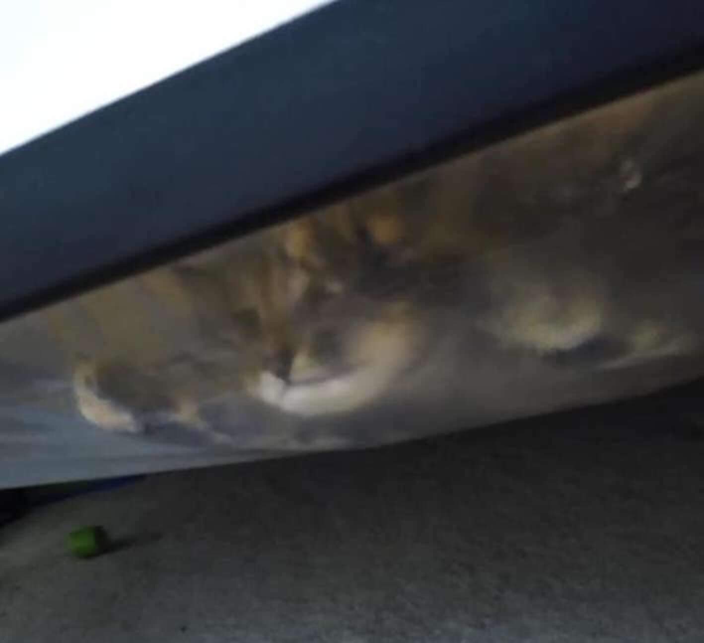 Монстр під ліжком виявився кошеням