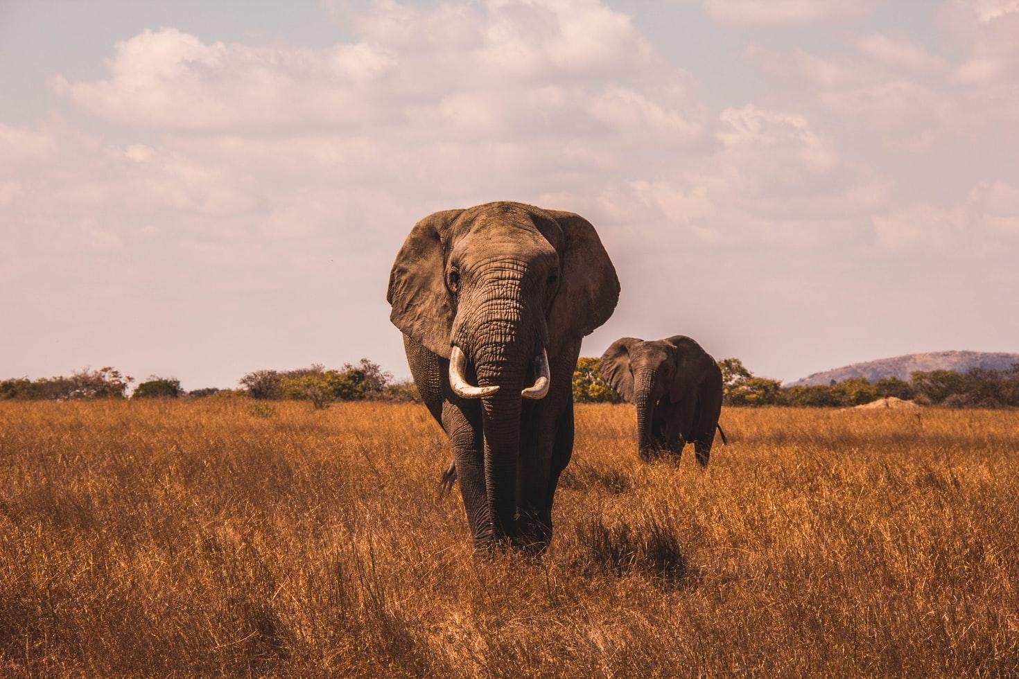 Слоны в Африке начали интенсивно размножаться