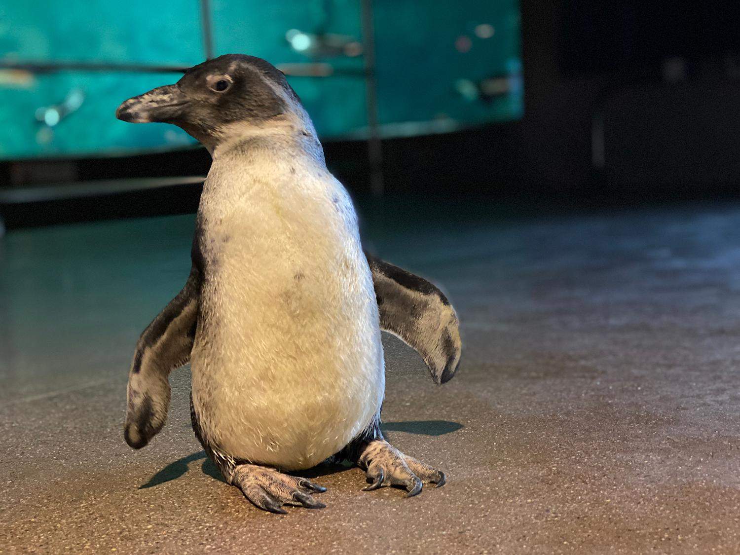 Чтобы маленький пингвин научился двигаться, ему сделали специальные 