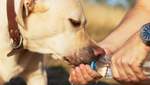 Как защитить домашних любимцев от жары: советы ветеринара