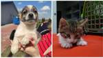 "Окно жизни" для щенков и котят: как замечательная инициатива спасла десяток животных