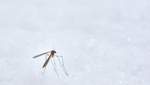 Масштабное нашествие комаров: проливные ливни принесли в Крым еще одну проблему