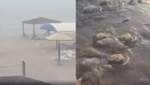 Пляжи курортного Бердянска после мощного шторма засыпало медузами – видео