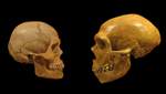 Неандертальцы занимались резьбой по кости: новая находка ученых