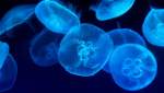 Самое страшное морское существо: факты о медузах, которые вы могли не знать 
