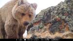 Чтобы "Большой брат" не наблюдал: медведь уничтожает скрытые камеры нацпарка – смешное видео
