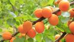 В чем польза абрикосов и кому их следует есть