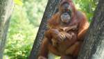 Материнская нежность: как мама-орангутанг опекает своего малыша – видео дня 