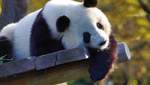 Гигантские панды больше не под угрозой исчезновения: причина