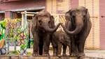 У Британії можуть заборонити утримувати слонів у зоопарках: як це планують зробити