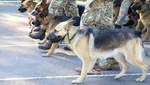 Более 30 собак пограничников примут участие в параде ко Дню Независимости