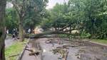Упали сотни деревьев: во Львове до сих пор преодолевают последствия непогоды