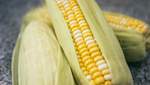 Как правильно варить кукурузу в домашних условиях: полезные советы