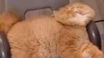 Двухмерная кошка из Китая порадовала сеть: смешное видео