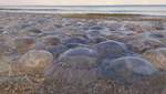 На Азовському морі туристи страждають від нашестя медуз, які заполонили узбережжя: відео