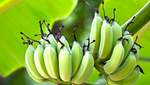 Вирощувати банани вдома – легко: детальна інструкція від тих, хто давно ними смакує