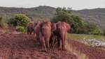 Слон-мандрівник з Китаю відбився від зграї і сам подолав майже 200 кілометрів