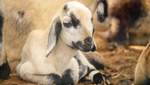 Сотни коз на Гавайях: как и почему власть раздает животных