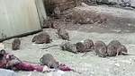 Десятки крыс заполонили общежитие вуза в Одессе: шокирующее видео