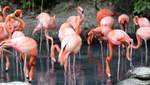 Едят головой вниз: 9 интересных фактов о фламинго, которые вы могли не знать