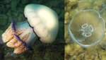 Жуткие красавцы заполонили Азовское море ученые объяснили нашествие медуз