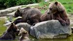 5 краснокнижных медведей незаконнного удерживали в "зооуголке"