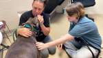 Спасали чужих собак, а нашли свою: история пса, который вернулся домой через 8 лет