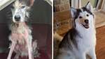 Невозможно красивые: как изменились собаки из приюта – фото до и после