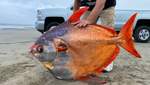 Редкостную лунную рыбу вымыло на пляж в Орегоне: что с ней сделают ученые – фото
