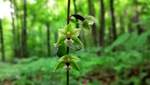 В Хмельницкой области расцвели краснокнижные орхидеи: редкие фото, которые очаруют каждого
