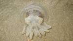 Нашествие медуз продолжается: на каких украинских курортах невозможно купаться