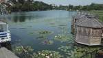 В Виннице выращивают 16 видов лилий на одном водоеме: для горожан устроили фотосессию – видео