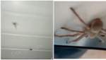 Уже не до медуз: курортную Кирилловку атаковали крупные пауки – видео