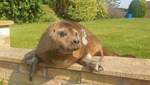 Британская пенсионерка нашла в своем саду живого тюленя: как он там оказался
