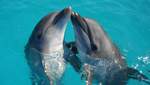 Всемирный день китов и дельфинов: интересные факты об этих удивительных животных