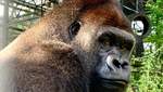 Впервые в жизни: горилла Джоши одолела 9 тисяч километров пути к свободе – видео