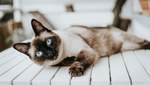 Породы кошек, которые живут дольше всех: фото и описание
