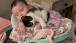 Котенок ни на минуту не расстается с сестренкой-младенцем и первым обнаружил у нее болезнь