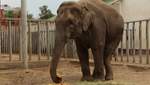В Харькове умерла слониха Тэнди: в зоопарке назвали причину – видео