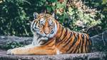 Международный день тигра: почему они под угрозой исчезновения и как это меняют