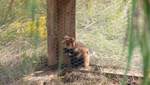 Киевский зоопарк поставляет хомяков в дикую природу: для чего это нужно