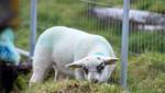В Ирландии историки "наняли" на работу овец: что делают животные